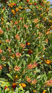 Ripe strawberry tree berries with foliage on Arbutus unedo bush, vertical video