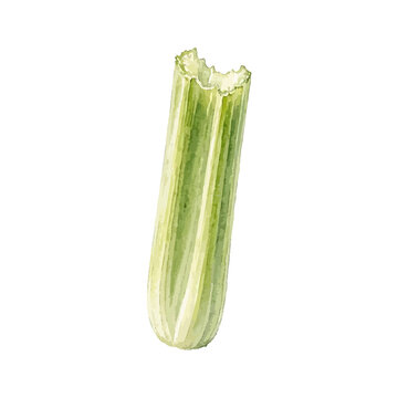 vector watercolor celery