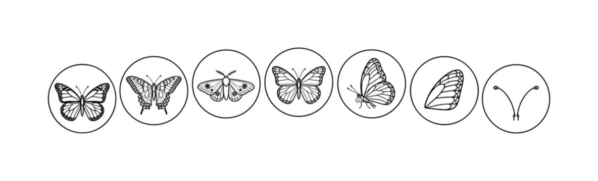 Collection of illustrated butterfly and moth species with anatomical details