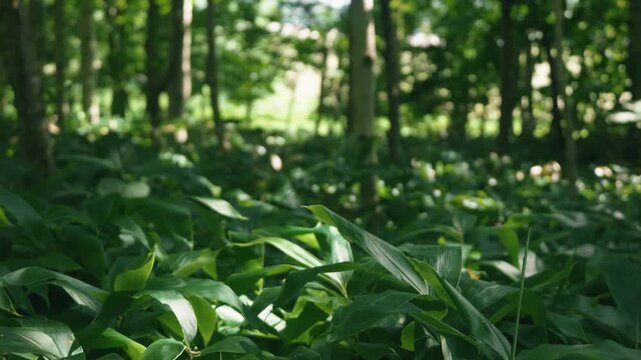 A lush green deciduous forest filled with abundant bamboo grass
