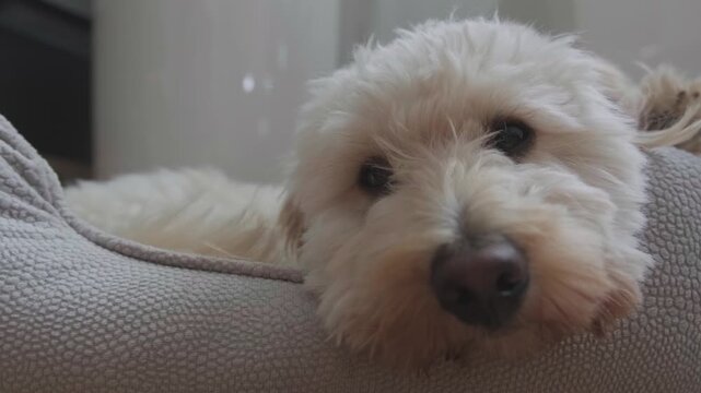 Cute White Maltipoo Dog Resting Comfortably and Looking at Camera in Soft Bed Close Up View