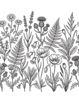 Seamless wildflower botanical border hand drawn sketch line art