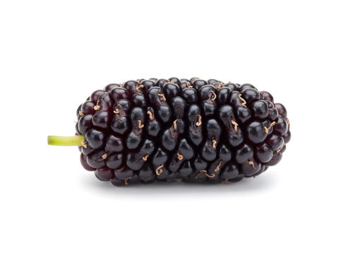 Frische schwarze Maulbeere isoliert auf Wei&szlig;