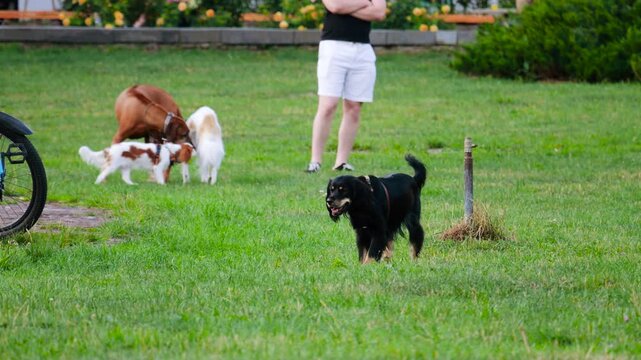A black Hovawart dog, a Cavalier King Charles Spaniel, and a Rhodesian Ridgeback play on a green park lawn at sunset near an owner and a parked blue bicycle.