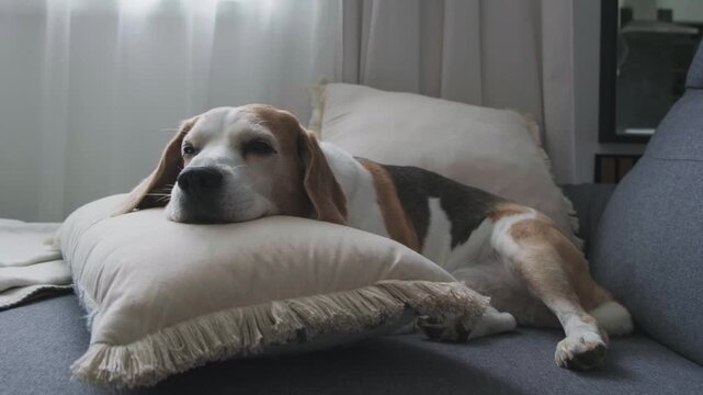Senior Beagle Dog Lying Comfortably on Soft Pillow on Sofa in Bright Cozy Living Room Wide Shot