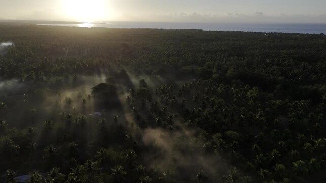 Aerial drone view of Coconut trees casting long shadows across morning fog in Brooke's Point