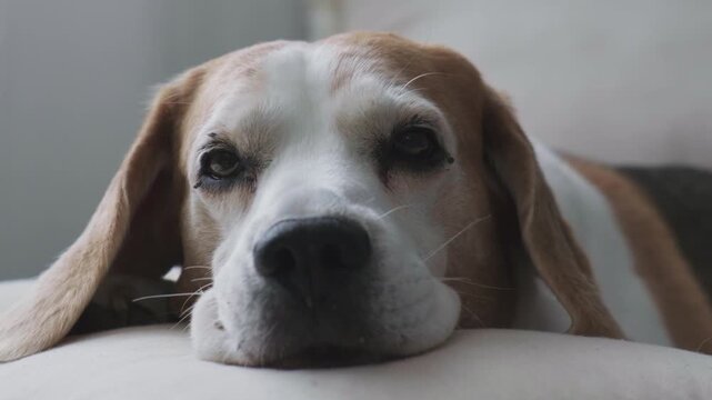 Beagle Dog Resting Head on Pillow Looking Tired and Sleepy in Cozy Living Room Close Up Shot