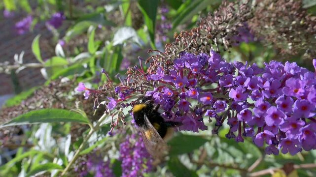 White Tailed Bumblebee (Bombus lucorum) flying away after feeding on Buddleia flowers, in slow motion May, Kent, UK [Slow motion x10] 