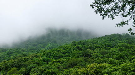 Fototapeta premium Rainforest Under Mountain Mist. 
