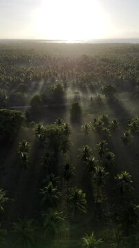 Aerial drone view of Coconut plantations rising through soft morning fog in Brooke's Point