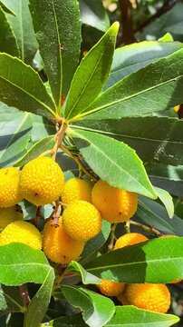 Exploring fruit trees and leaves in a vibrant outdoor setting  Arbutus unedo bush, vertical video