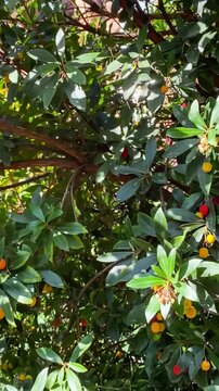 Ripe strawberry tree berries with foliage on Arbutus unedo bush