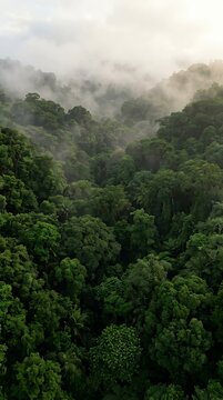 Foggy tropical rainforest canopy with dense mist rising over trees