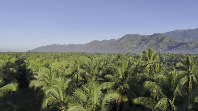Aerial drone view of Wide coconut plantation with mountains beneath a clear blue sky in Southern Palawan