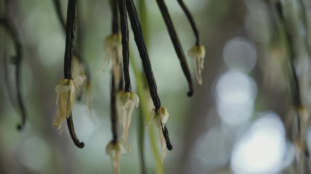 Close-up view of exotic botanical specimen