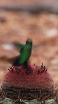 Green Hummingbird Hovering and Feeding on Pink Cactus Flower