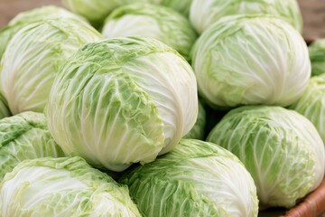 Fototapeta premium Fresh cabbage heads sit neatly stacked