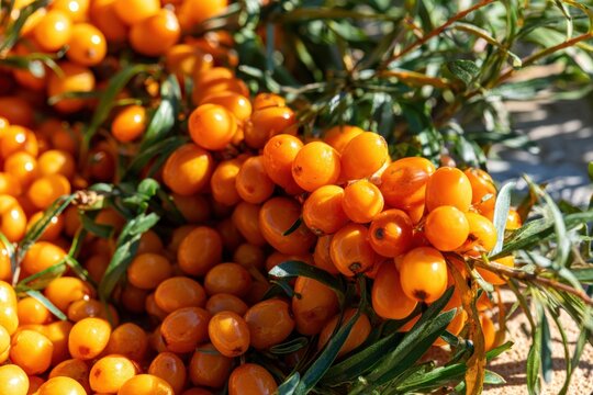Bright orange berries cluster on green branches