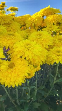 Yellow chrysanthemums blooming in field on sunny day, vertical video