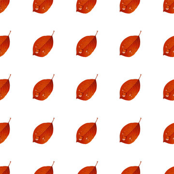 Seamless pattern from red autumn leaves on white background