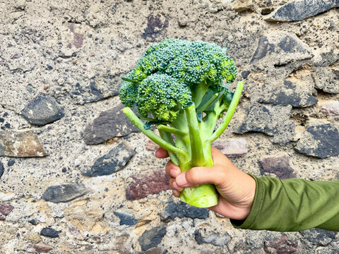 Person holding a fresh head of green broccoli against a rustic stone wall background