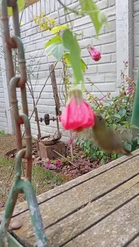 Hummingbird visiting pink flower in a garden