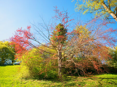 autumnal tree, bare branches and some red leaves, green shrubs
