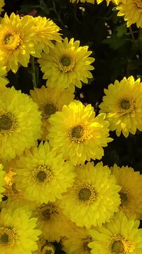 Bright yellow chrysanthemums blooming in field on sunny day, vertical video