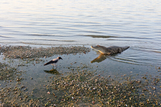 Crocodile and Crow on Shore
