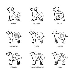Obraz premium Dog internal organs and health care veterinary icons set for design, presentation, branding. The outline vector icons are well scalable, editable for packaging label design. EPS10.
