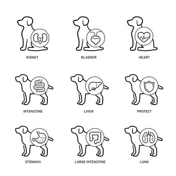 Dog internal organs and health care veterinary  icons set for design, presentation, branding.  The outline vector icons are well scalable, editable for packaging label design. EPS10.