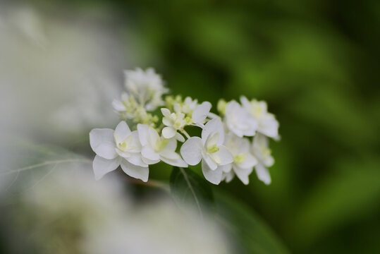 静寂に咲く純白の花
