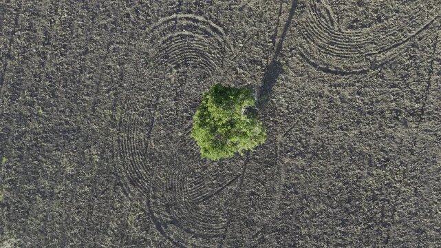 Aerial drone view of Lone tree in an agricultural field surrounded by tractor tracks