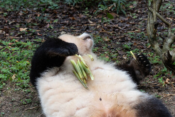 Giant Panda Lying on Back Eating Fresh Bamboo Shoots © foreverhappy