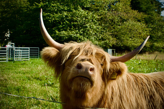 schottisches Hochlandrind "Hairy Coo" in der N&auml;he von Inverness
