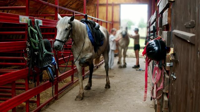 Wide view of gray horse fitted with saddle and bridle inside barn aisle. Children and instructor handle second equine before riding lesson.