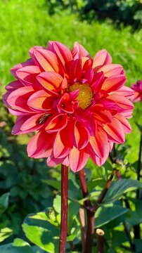 pink dahlia flower in garden with green background on a sunny day