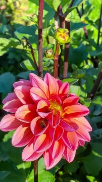 Bright dahlia flower in a garden blooming in sunlight during spring season