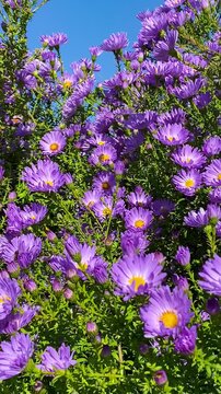 Blue purple alpine asters blooming in a home garden on a sunny day