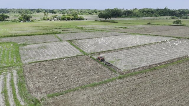 Aerial drone view of Tractor plowing a rice field as egrets fly around the freshly cultivated field