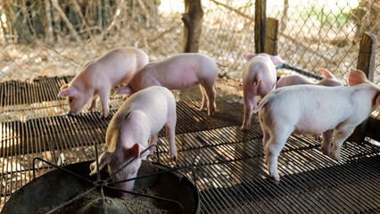 Many piglets are eating prepared food in the pig farm. Little piglets are eating food. © NARONG