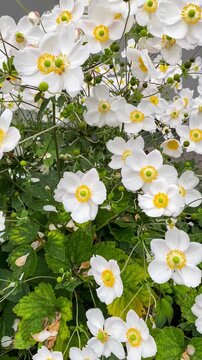 Blooming Japanese anemones with white petals and yellow centers in garden, vertical video