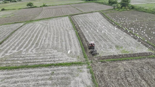 Aerial drone view of Tractor plowing a rice field as numerous egrets fly around Southern Palawan