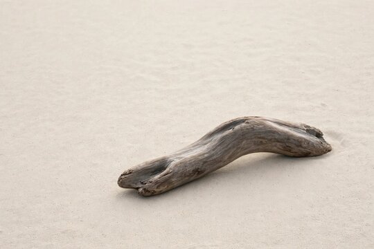 Rustic Driftwood Log on Neutral Background