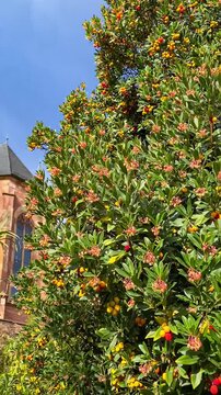 Ripe and ripening strawberry tree berries with foliage on Arbutus unedo bush, vertical video