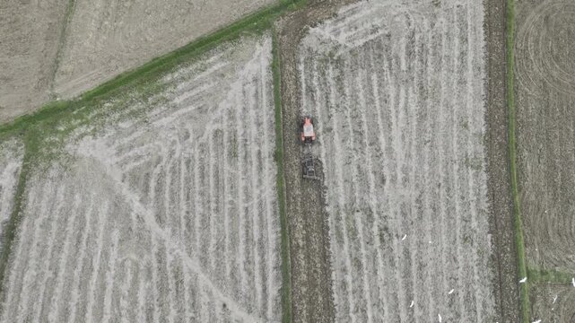 Aerial drone view of Tractor plowing a rice field as egrets gather around freshly turned soil