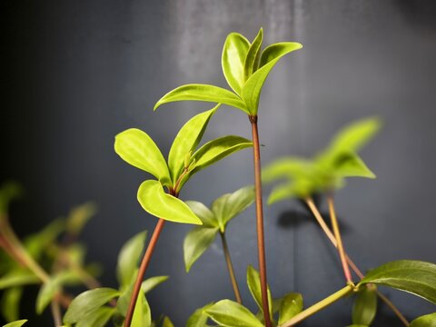 Fresh green plant shoots with slender reddish stems. Detailed close-up of vibrant indoor foliage growing upward against a smooth dark background.