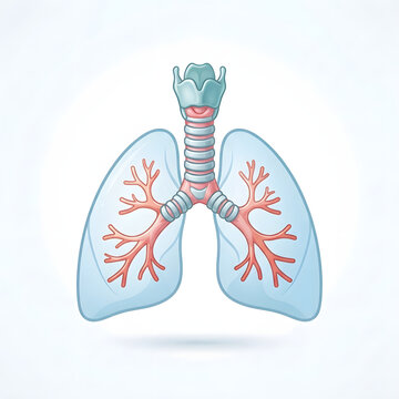 3D medical illustration of human lungs and trachea with bronchial tree anatomy for healthcare education