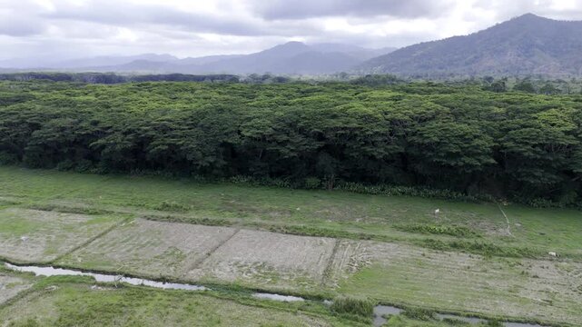 Aerial drone view of Mature acacia tree cluster across the rural landscape of Southern Palawan