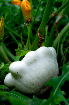 green Pattypan Squash Growing on Vine in Vegetable Garden, close up, organic gardening, scallop squash